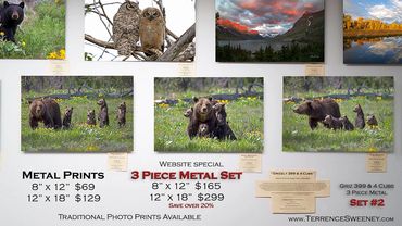 Griz 399 & 4 Cubs | June 2020 | Grand Teton National Park | Metal Prints on Display | Grizzly 399