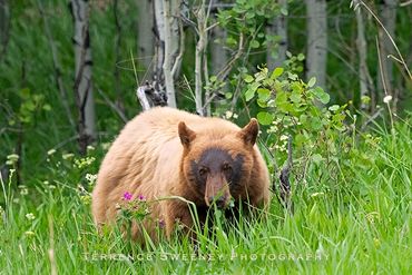 Cinnamon Brown Bear in Yellowstone National Park.