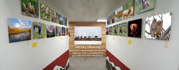 Terrence Sweeney Photography | Metal Prints on Display | Belgrade, Montana | Grizzly 399 & 4 Cubs