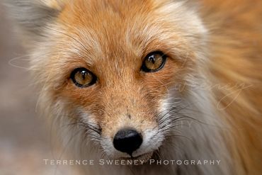 Handsome fox took a moment to pose for a photo taking a break from hunting near the fox den.