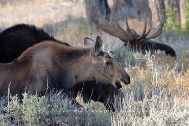 Moose Family with Bull Moose, Cow Moose and Moose Calf. Grand Teton National Park.