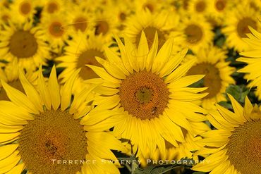 Sea of Sunflowers as far as the eye can see.