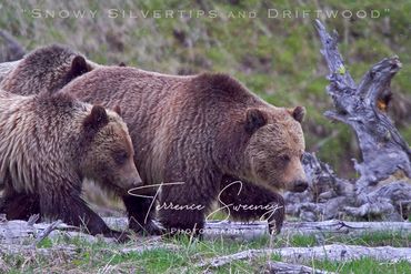 Snowy Silvertips & Deadwood | Yellowstone National Park