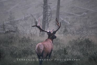 Elk in Velvet standing in fog located in Yellowstone National Park.