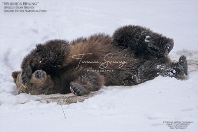 Grizzly Bear Bruno rolling in the snow. Grand Teton National Park.