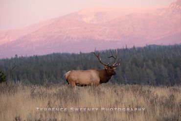 Yellowstone Herd Bull Elk with a Magenta Sunset in Yellowstone National Park.