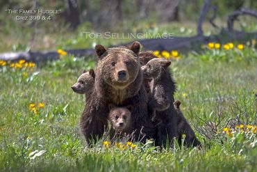 "The Family Huddle" | Griz 399 & 4 Cubs | June 2020 |Grand Teton National Park| Grizzly 399 & 4 Cubs