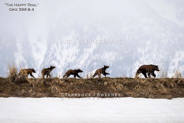"The Happy Trail" | Griz 399 & 4 Cubs" | May 2021 | Grand Teton National Park | Grizzly 399 & 4 Cubs