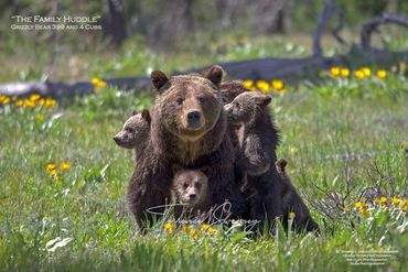 "The Family Huddle" Grizzly Bear 399 and 4 Cubs, Grand Teton Photography, Bear Photography.