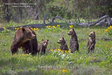Grizzly Bear 399 and 4 Cubs; Grand Teton Photography; Wildlife Photography; Bear Photography