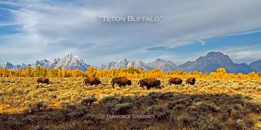"Teton Buffalo" | Bison | Grand Teton National Park