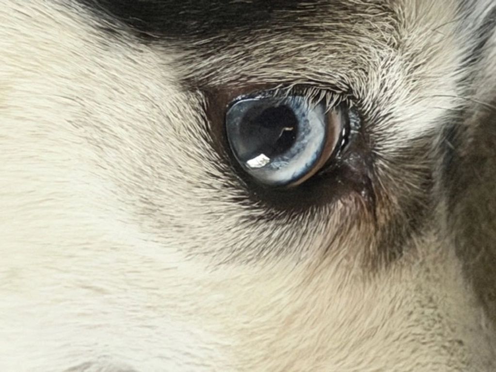 Close-up of a pomsky's striking blue eye with detailed fur.