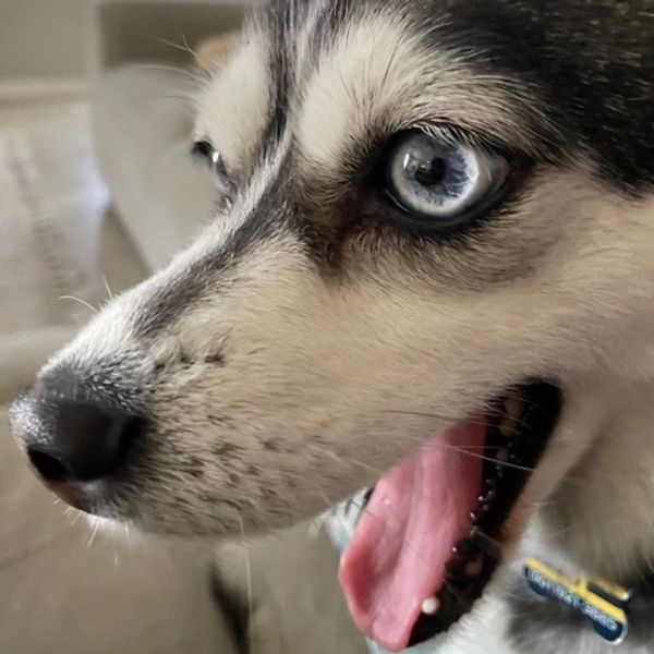 Close-up of a Siberian Husky with striking blue eyes and open mouth.