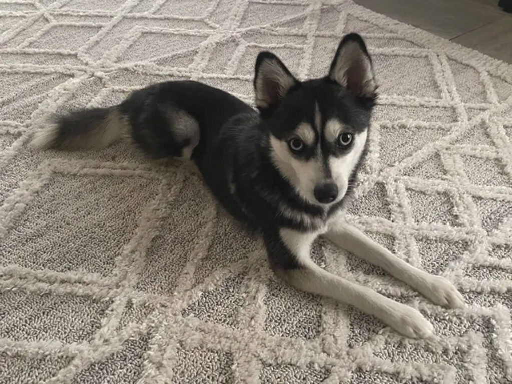 Blue is a four-year-old Pomsky, 50.9% Siberian Husky and 49.1% Pomeranian