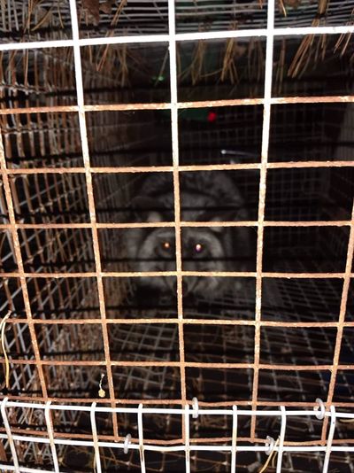 pearl fox hiding in the back of a metal wire cage on a fur farm