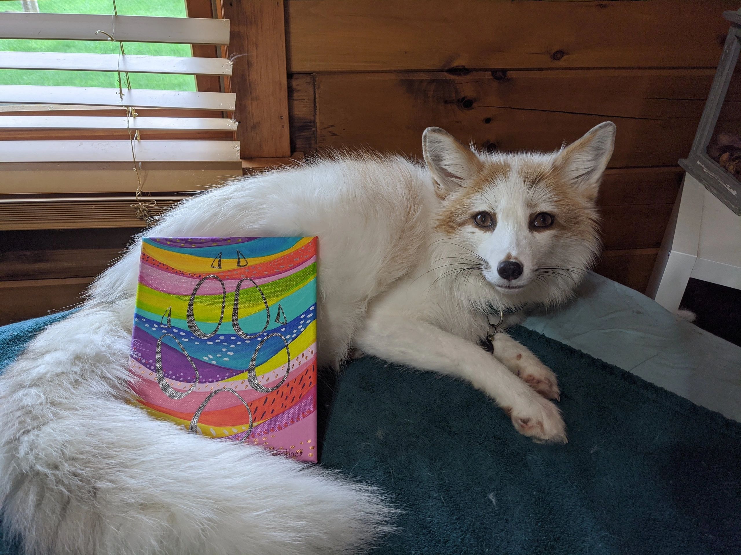 red marble fox laying with a rainbow paw print painting