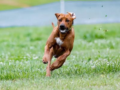 Ridgeback running