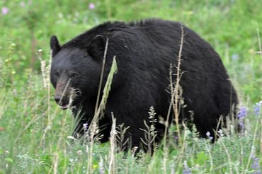 A black bear walking through a field of wildflowers and tall grass.
