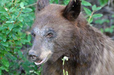 Close-up of a brown bear's face in a natural green environment.