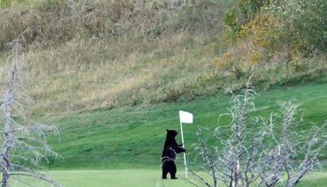 A bear standing on a golf green holding the flagstick.
