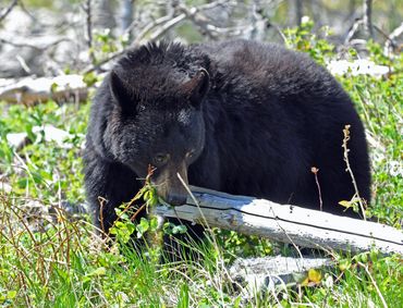 Black bear sniffing plants near a fallen log in forest.