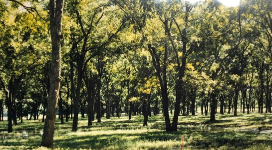 Our pecan grove