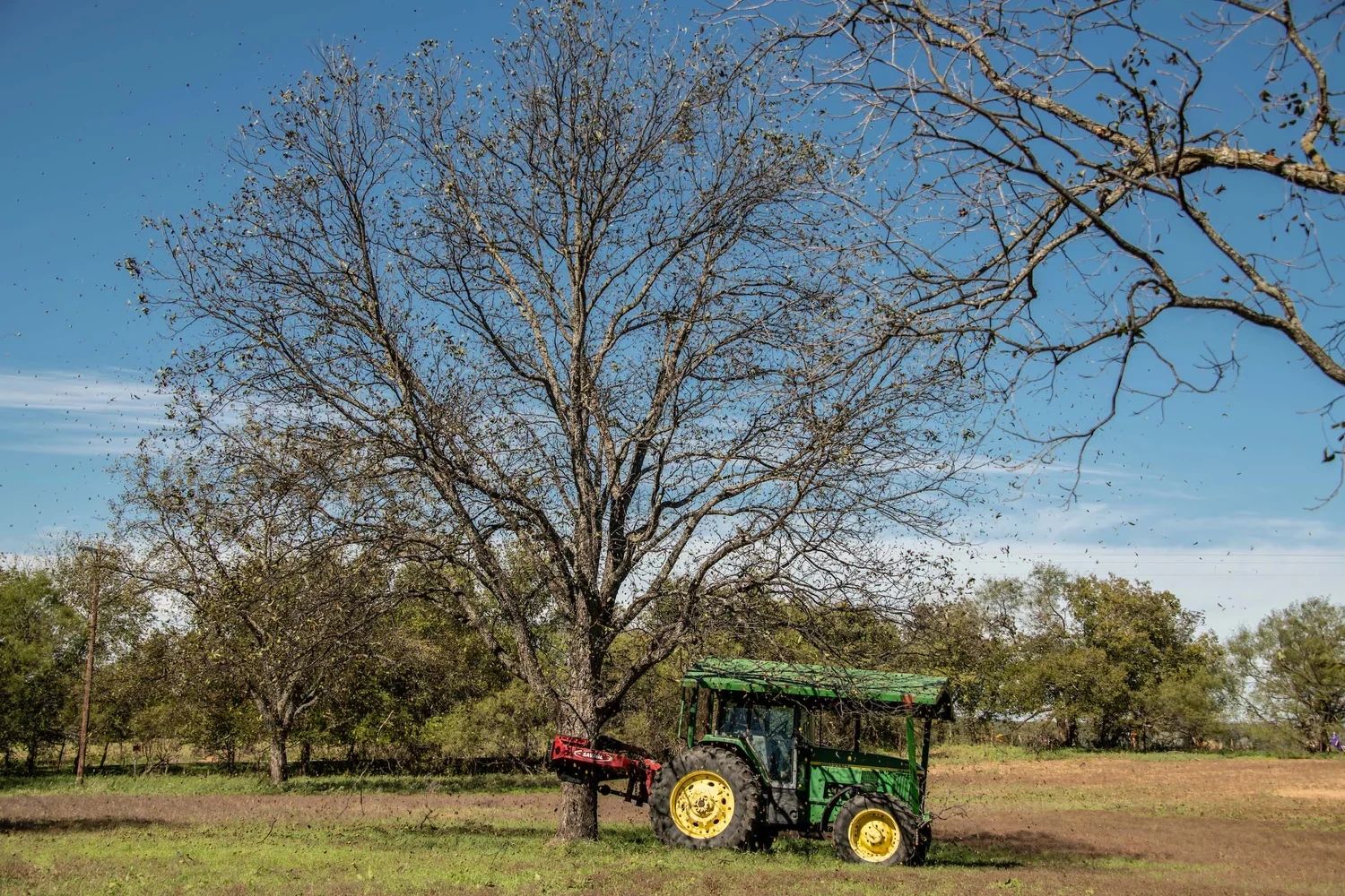 Pecan Harvest underway!