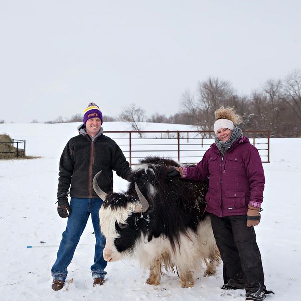 A man and a woman standing in a snowy field next to a large black and white yak with long horns.