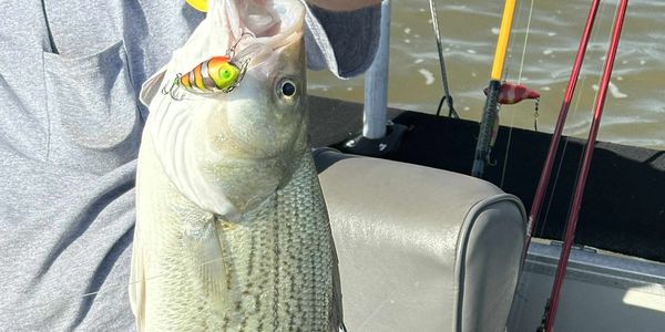 Customers Catch on a custom painted wiggle wart ko.