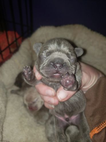 Blue Bruiser at 4 days