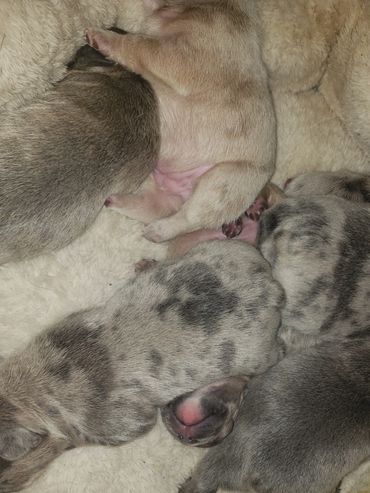Puppy pile
