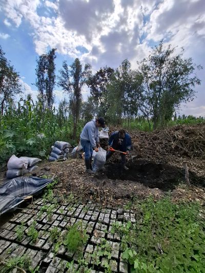 Chinampa de Xochimilco restaurada mediante agroecología.