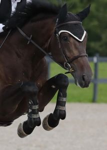 cheval sauteur de compétition