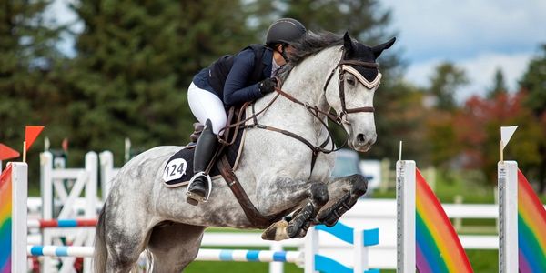 cheval sauteur en compétition