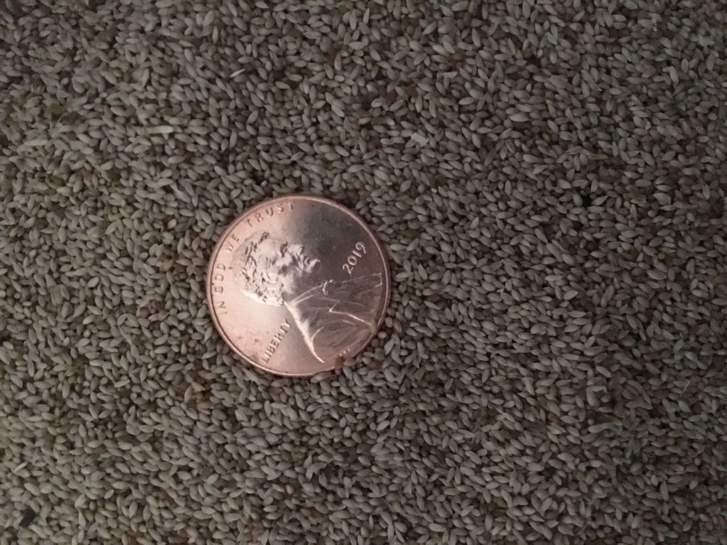 timothy, grass seed, small seed. pasture seed, horse