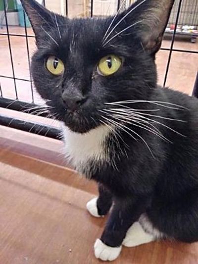 HELP the Animals Platinum Sponsors