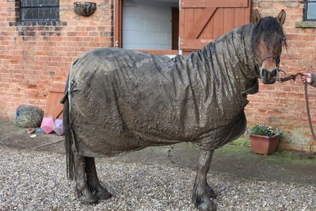 Pony wearing a muddy blanket