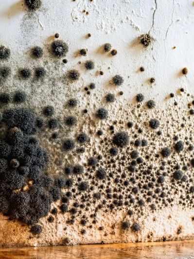 Black mold growth on a wall.