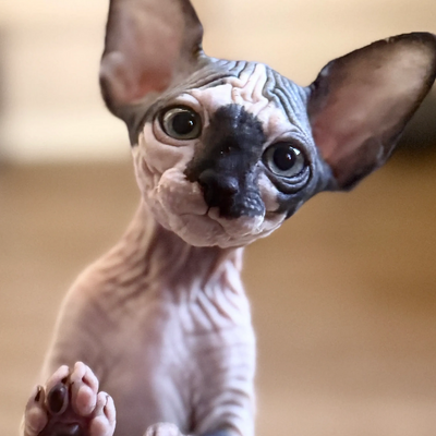 Sphynx kitten