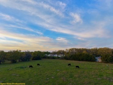 Cows grazing on a green pasture under a vast blue sky with scattered clouds.