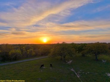 Sunset over a green pasture with two cows grazing and scattered trees.