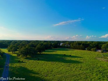 A serene green pasture under a clear blue sky with scattered cows and distant trees.