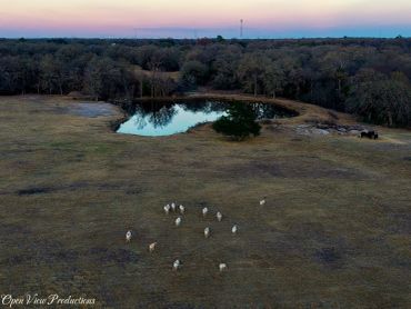 A herd of deer grazing near a pond with a forest backdrop at dusk.