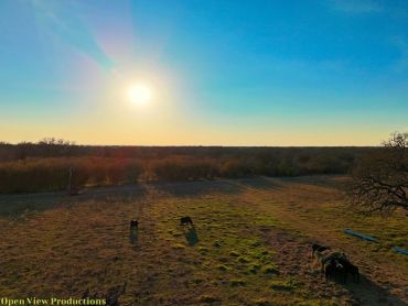 Sunset over a field with grazing cattle casting long shadows.