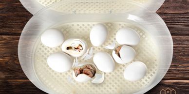 How to incubate chickens