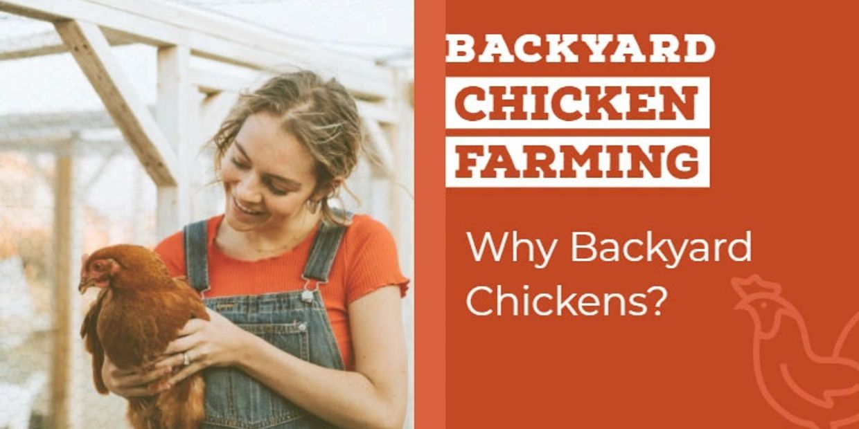 5 Reasons To Get Backyard Chickens