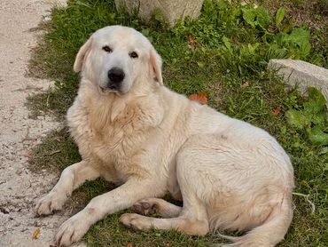 un cane pastore abruzzese sdraiato
