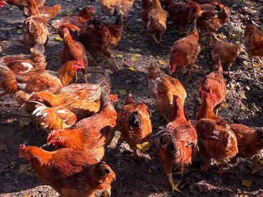 le galline che mangiano insieme