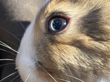 un coniglio con gli occhi azzurri