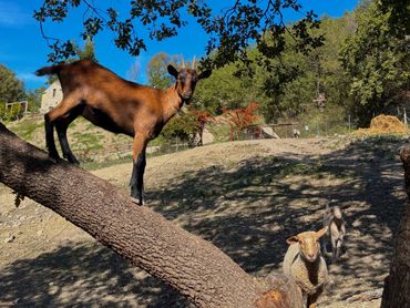 una carretta sul ramo di un albero